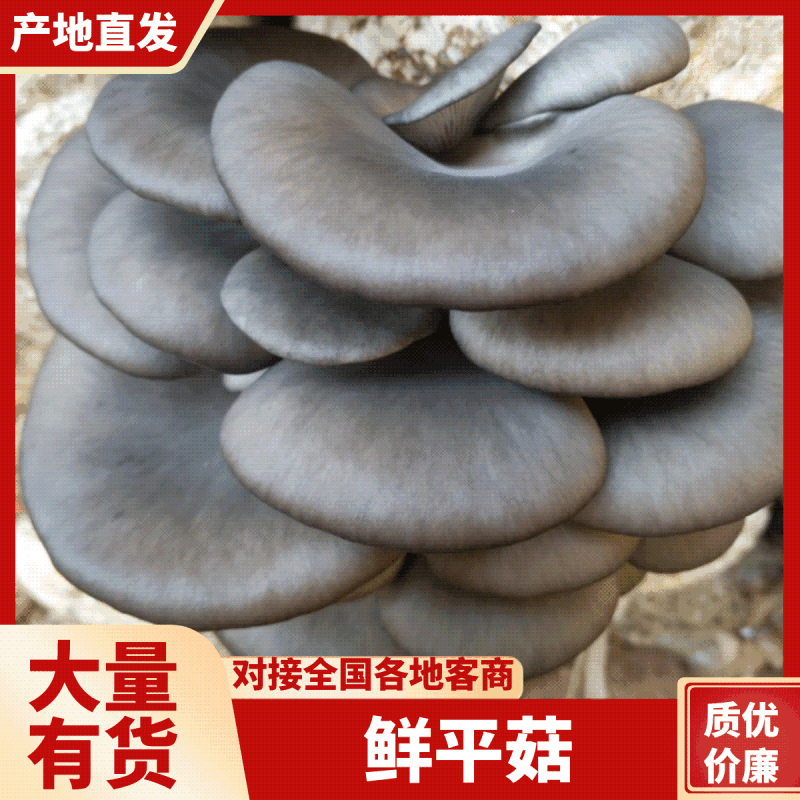 【精品】小叶头茬蘑菇产地直发全国发货质量保证