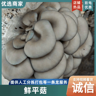 【平菇】中叶黑平菇质量保证产地直发大量现货供应