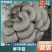 【平菇】中叶黑平菇质量保证产地直发大量现货供应