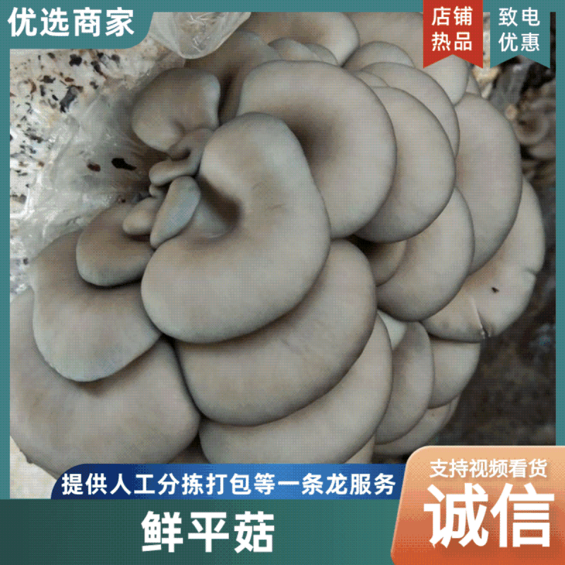【平菇】中叶黑平菇质量保证产地直发大量现货供应
