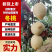 【实力供货】湖北冬桃优质冬桃果园直供支持视频实地看货