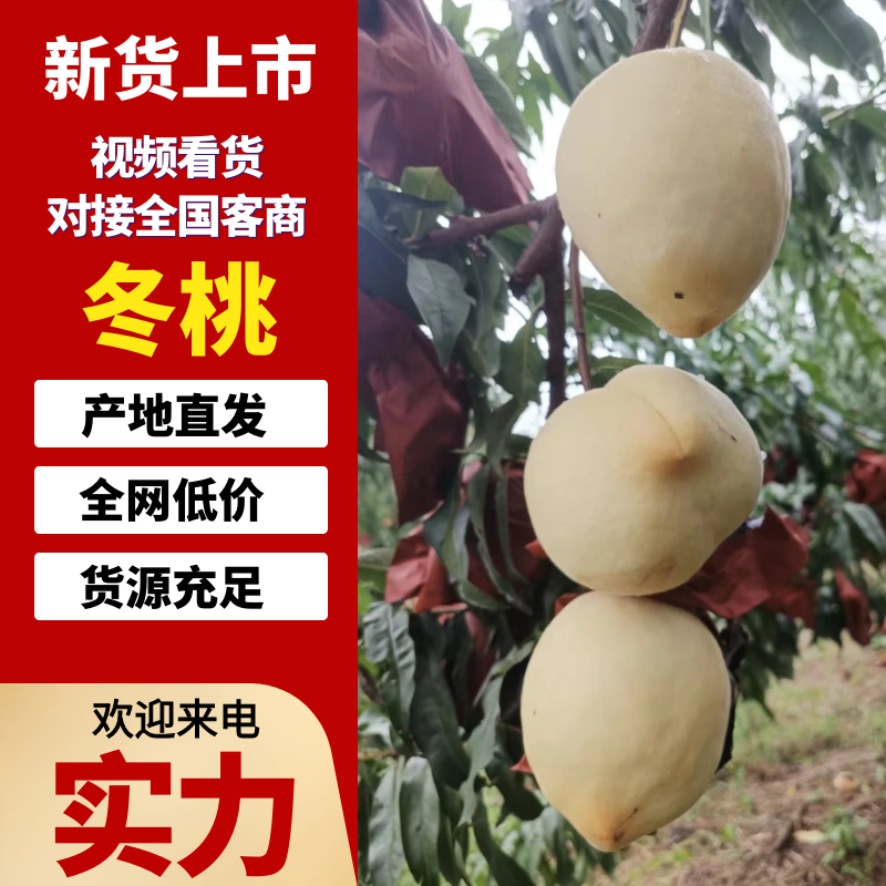 【实力供货】湖北冬桃优质冬桃果园直供支持视频实地看货