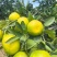 湖北宜昌高山蜜橘核心产区直供新鲜采摘欢迎来电洽谈