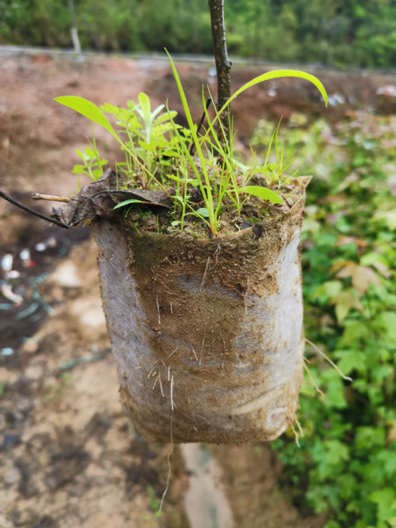 枫香容器苗