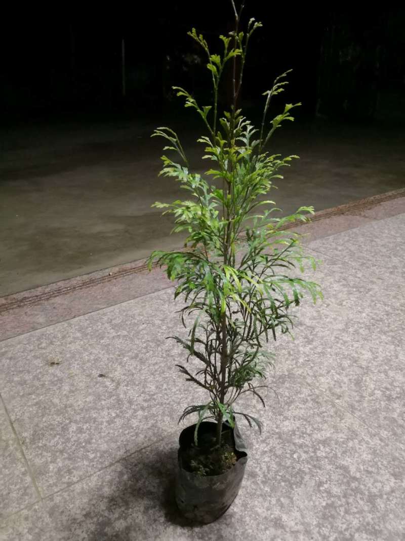 福建柏容器苗