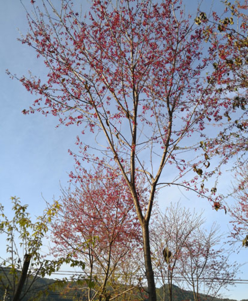 福建山樱花容器苗