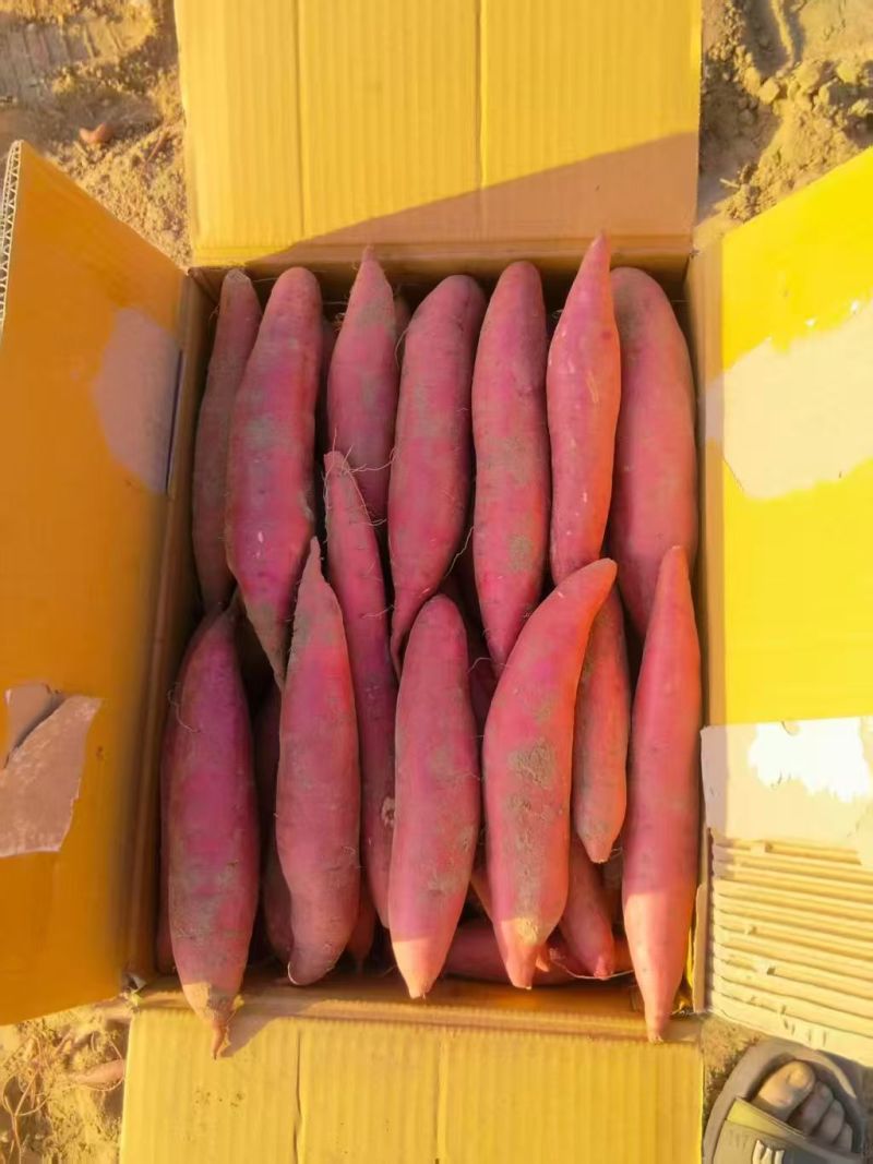 河北精品红薯西瓜红红薯基地一手货源保质保量可视频