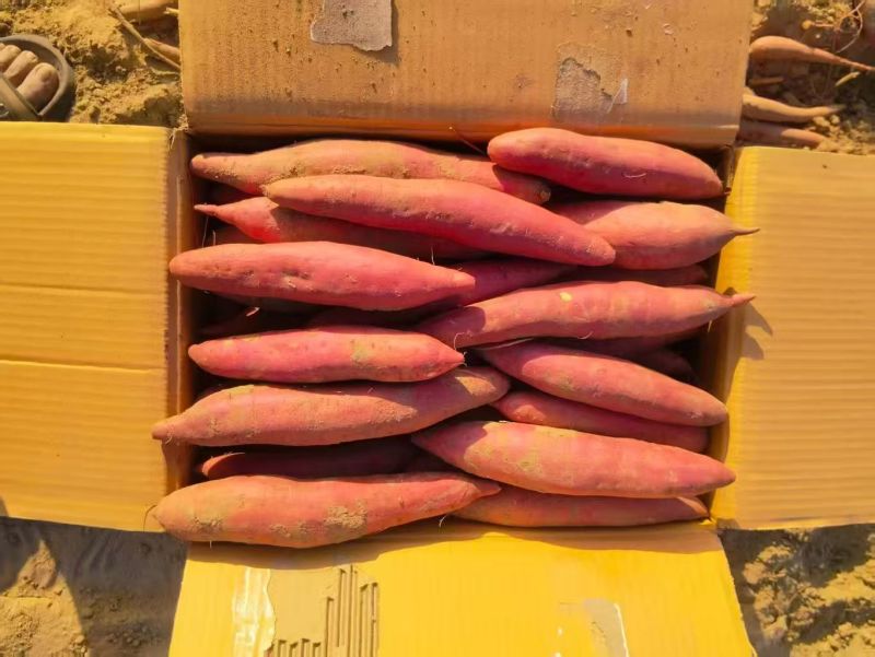 河北精品红薯西瓜红红薯基地一手货源保质保量可视频