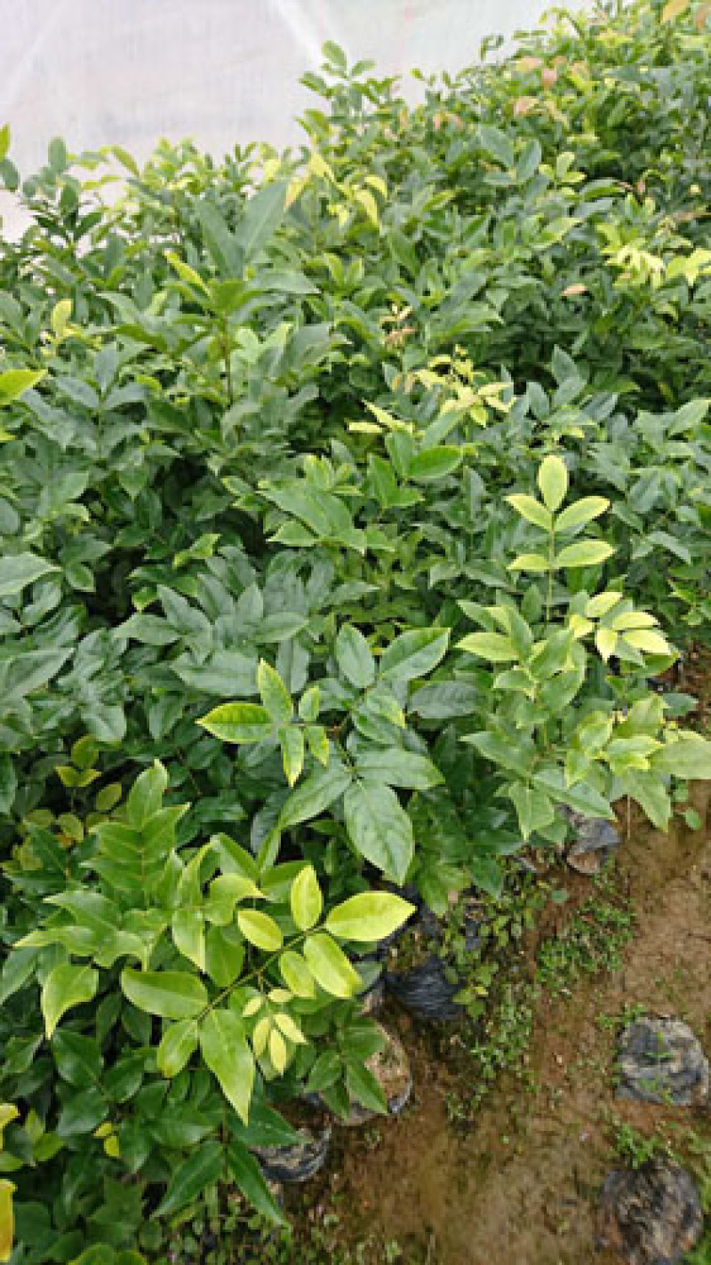 鄂西红豆树容器苗