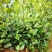 火力楠容器苗