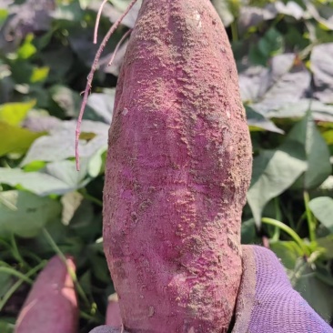 精品济薯26（板栗薯）自家种植基地大量有货可视频
