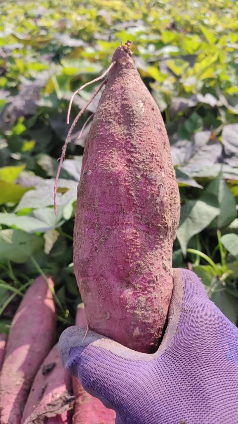 精品济薯26（板栗薯）自家种植基地大量有货可视频