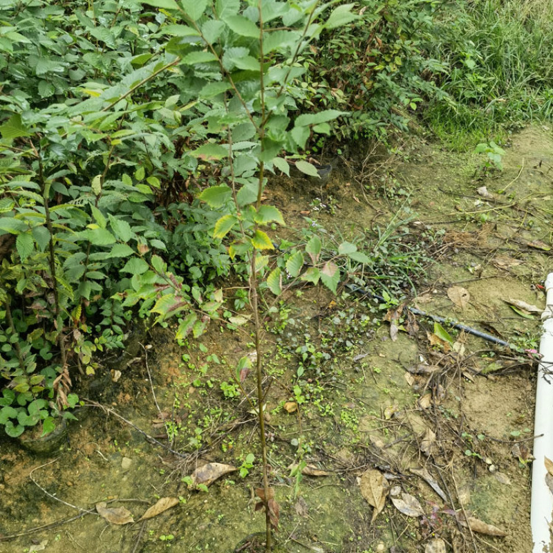 榉树袋苗