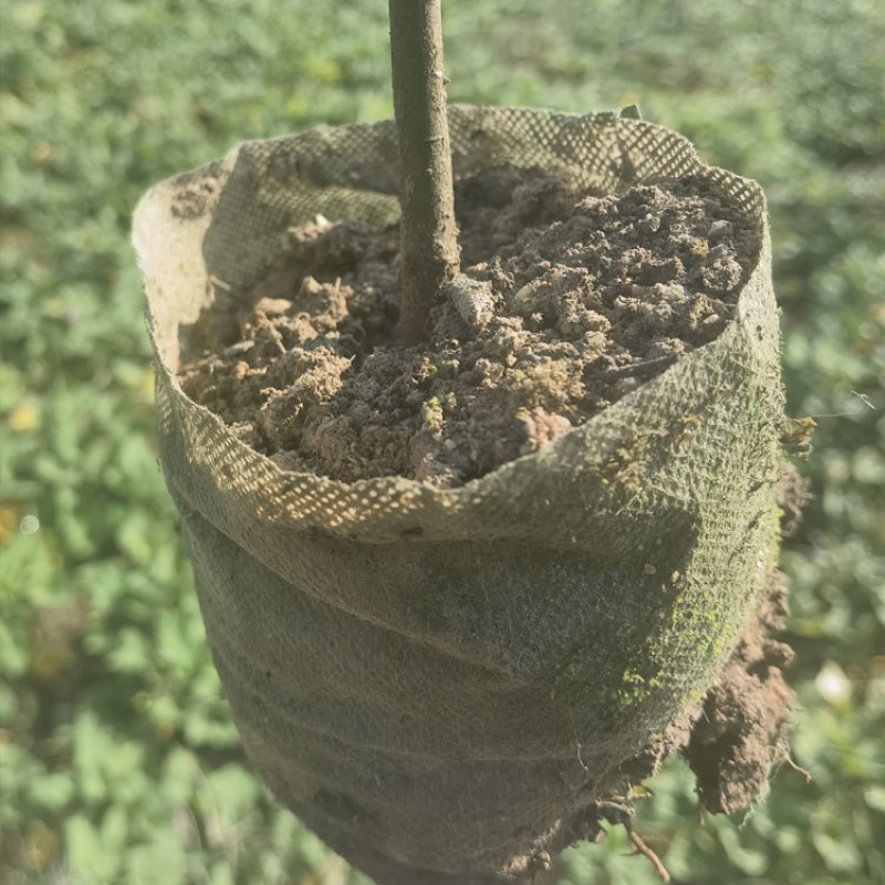 苦槠容器苗