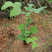 马褂木容器苗