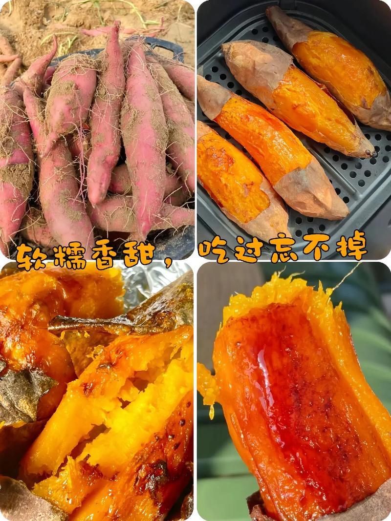 河北烟薯25精品红薯基地直发对接电商市场商超