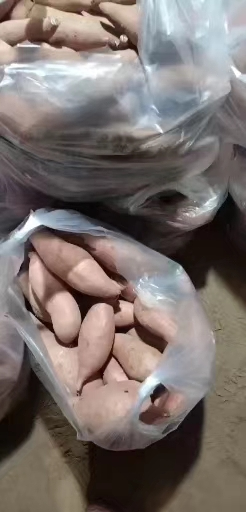 龙薯九蜜薯大量现货出货中，产地直发量大从优对接全国
