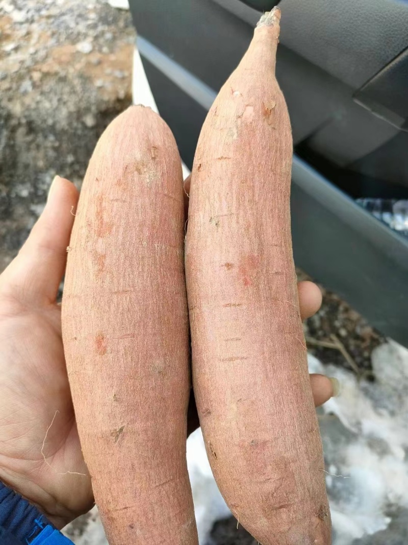 龙薯九蜜薯大量现货出货中，产地直发量大从优对接全国