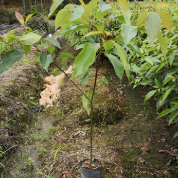 香樟容器苗
