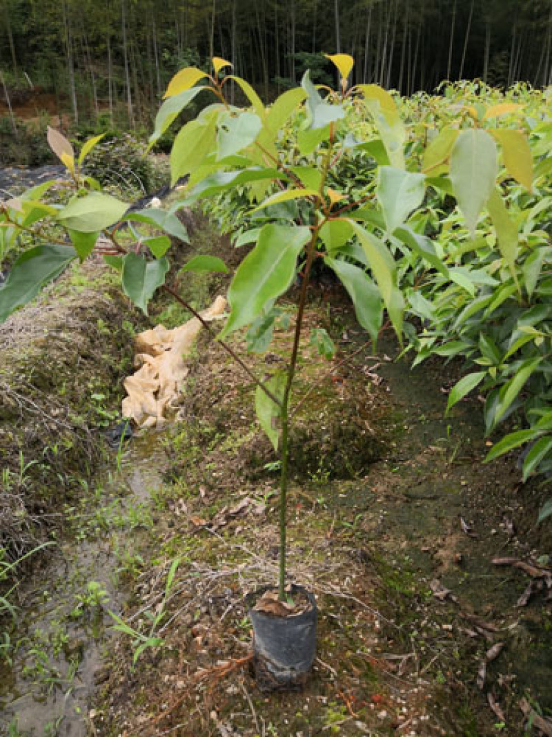 香樟容器苗