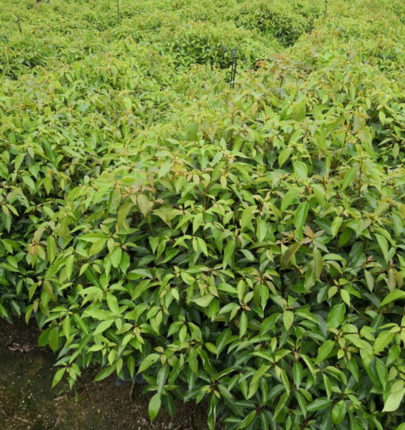 香樟容器苗