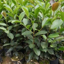 油茶袋苗