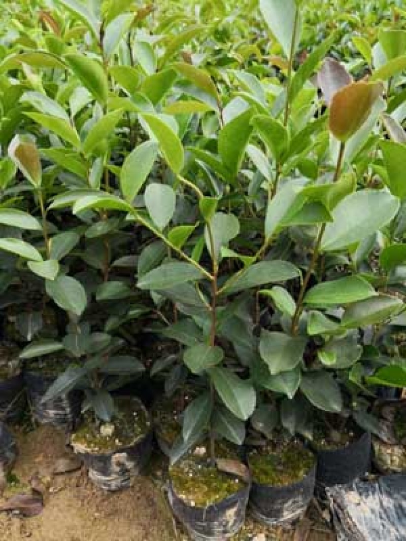 油茶袋苗