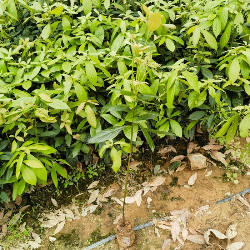 浙江楠容器苗，各种规格齐全，欢迎联系，质量保证