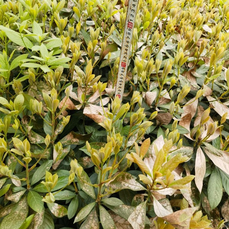 浙江楠容器苗，各种规格齐全，欢迎联系，质量保证