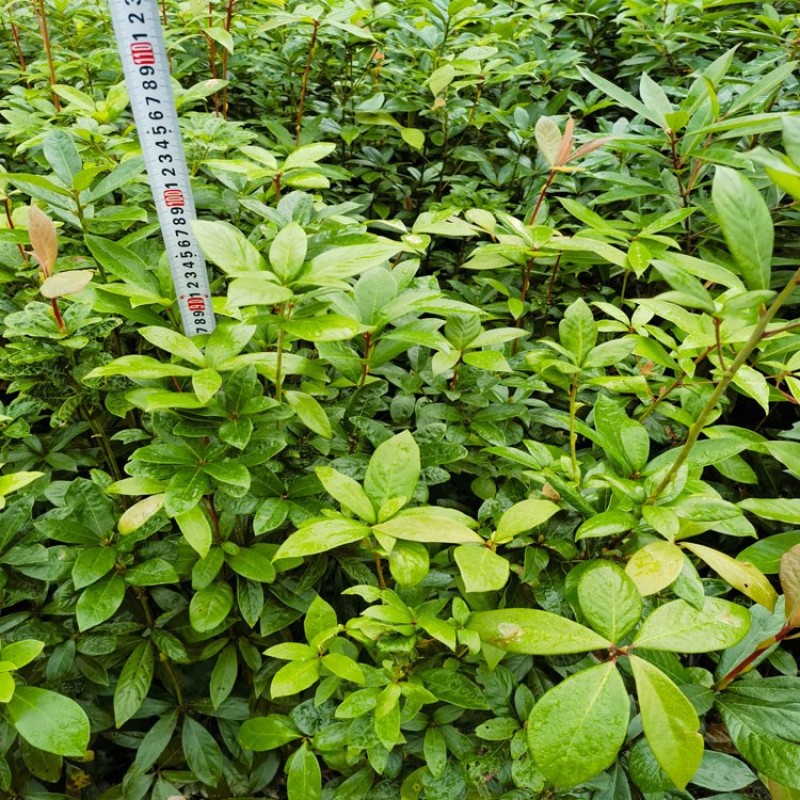 浙江楠容器苗，各种规格齐全，欢迎联系，质量保证