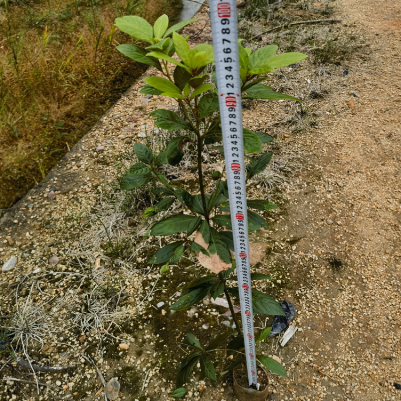 浙江楠容器苗，各种规格齐全，欢迎联系，质量保证