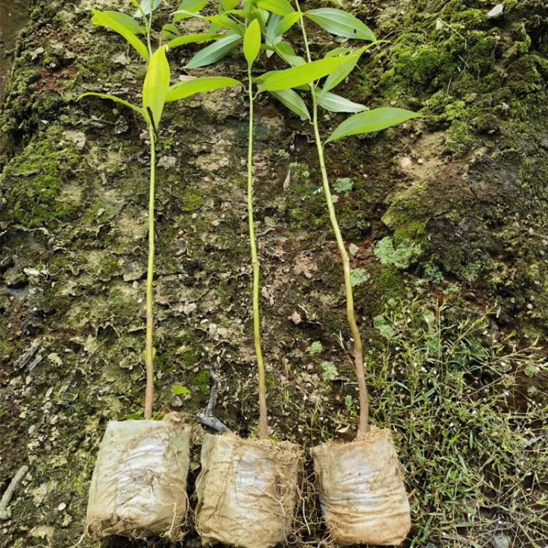 浙江樟容器苗，各种规格齐全，欢迎联系，质量保证