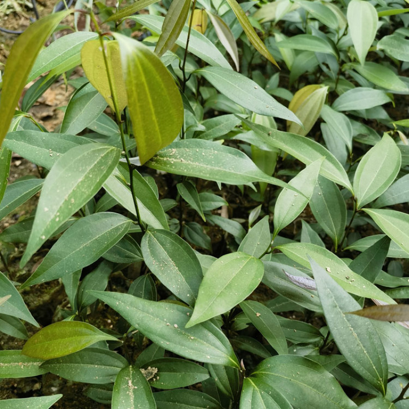浙江樟容器苗，各种规格齐全，欢迎联系，质量保证