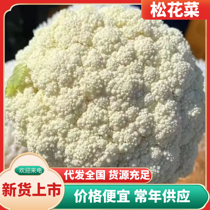 【松花菜】，大量上市可发往全国市场