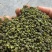 花椒青花椒重庆青花椒大量上市，开口率90，支持视频看货