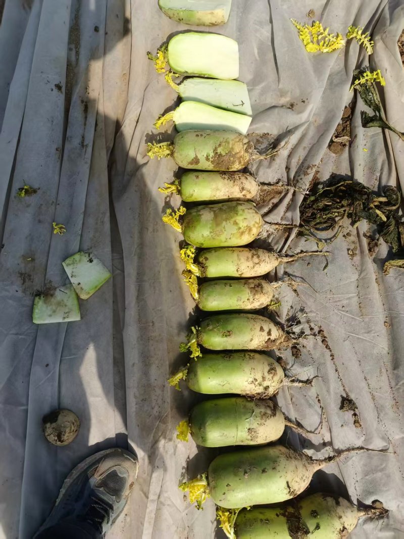 露头青萝卜大量有货按需发货质量保证规格齐全