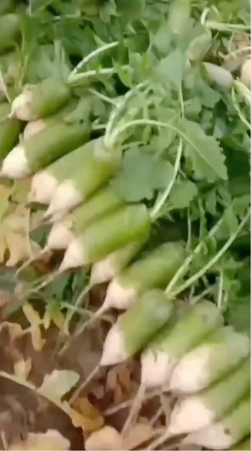 露头青萝卜大量有货按需发货质量保证规格齐全