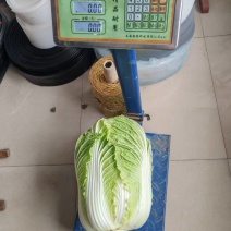 白菜黄心白菜夏阳白大量有货品质保证视频看货
