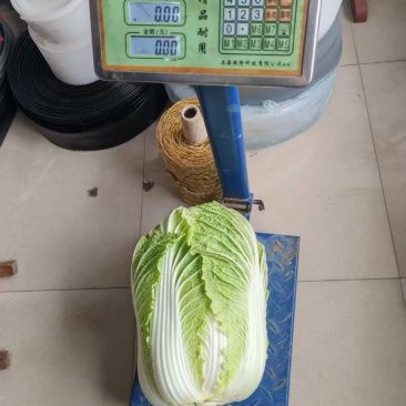 白菜黄心白菜夏阳白大量有货品质保证视频看货
