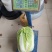 白菜黄心白菜夏阳白大量有货品质保证视频看货
