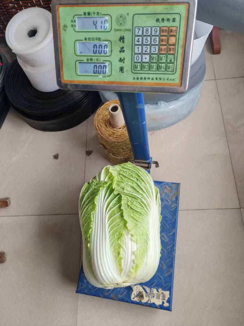 白菜黄心白菜夏阳白大量有货品质保证视频看货