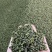 青花椒重庆花椒大量上市，品质无忧，可视频看货，欢迎下单