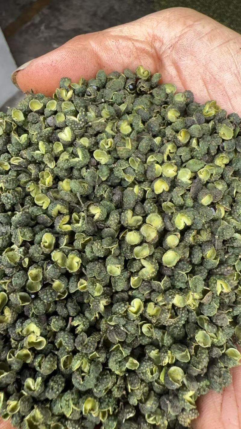 青花椒重庆花椒大量上市，品质无忧，可视频看货，欢迎下单
