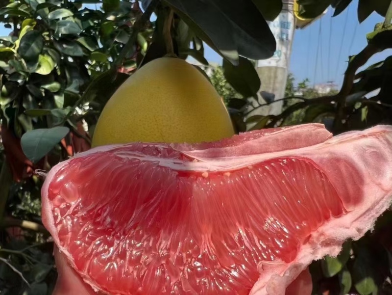 红心柚柚子个大皮薄水分充足现货供应量大优惠