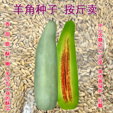 羊角蜜种子香甜脆嫩糖度13°按斤卖大田基地育苗专用
