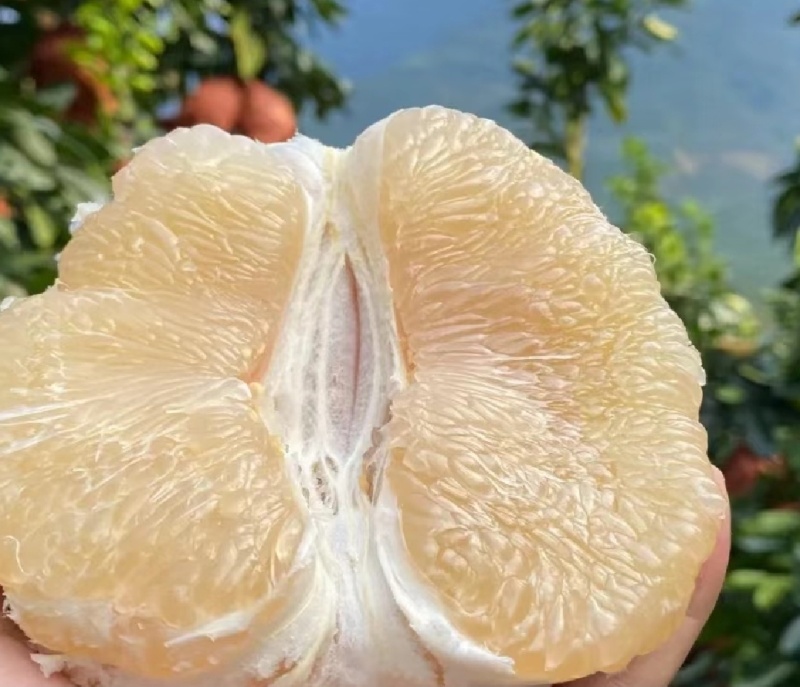 白柚柚子产地直发保质保量代发全国可实地考察