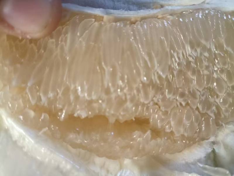 白柚柚子产地直发保质保量代发全国可实地考察