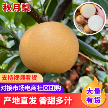 【实力供货】安徽秋月梨砀山秋月梨大量现货规格齐全