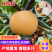 【实力供货】安徽秋月梨砀山秋月梨大量现货规格齐全