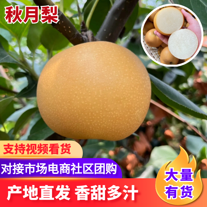 【实力供货】安徽秋月梨砀山秋月梨大量现货规格齐全